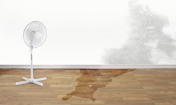 Best Water damage restoration mold remediation  in Brush, CO